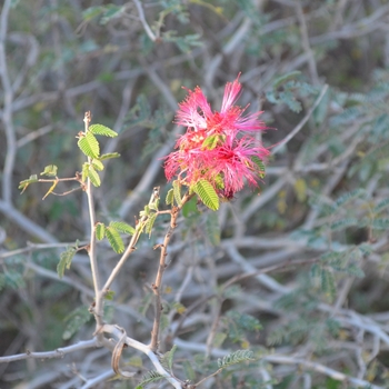 Calliandra californica