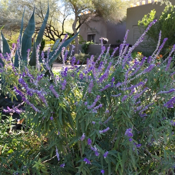 Salvia leucantha