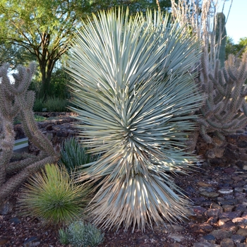 Yucca rigida 