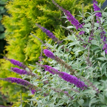 Buddleia 'Miss Violet'