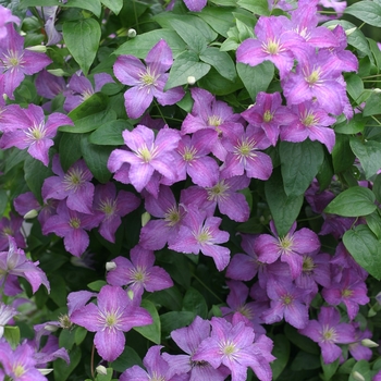 Clematis 'Jolly Good™'