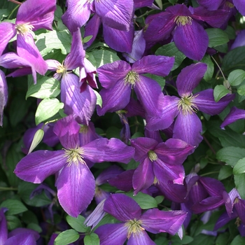 Clematis 'Happy Jack® Purple'