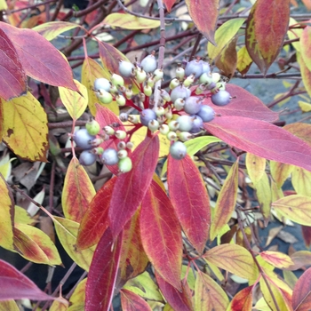 Cornus obliqua 'Powell Gardens' PP27873