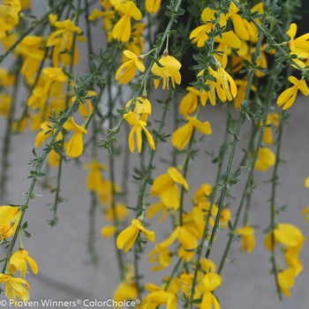 Cytisus scoparius 'SMSCGF' 