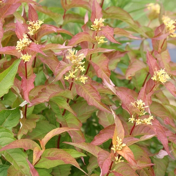 Diervilla Kodiak® 'Orange'