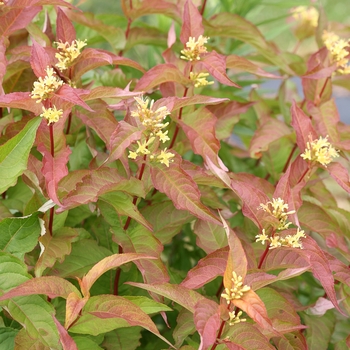 Diervilla Kodiak® 'Orange'