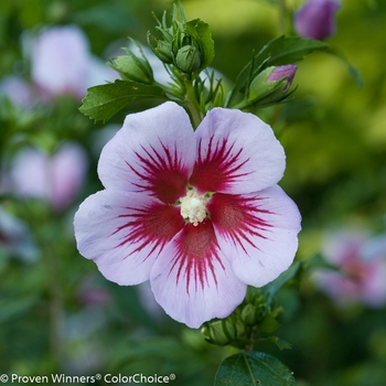 Hibiscus syriacus 'Orchid Satin®'