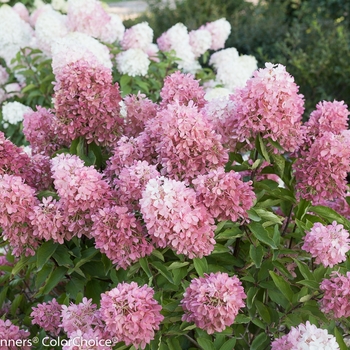 Hydrangea paniculata 'SMNHPRZEP' PP26956, Can 5721