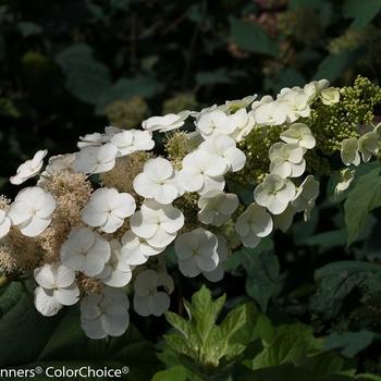 Hydrangea quercifolia 'Gatsby Pink®'