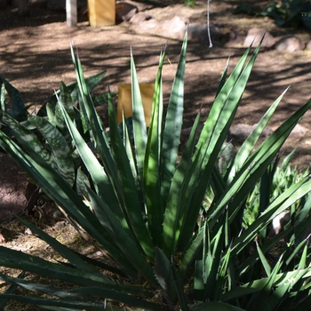 Agave datylio var. vexans 