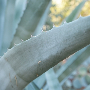 Agave lechugilla 