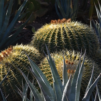 Echinocactus grusonii 