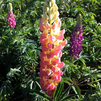 Lupinus polyphyllus 'Minarette' 