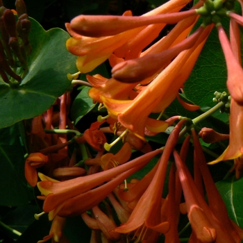 Lonicera x brownii 'Dropmore Scarlet'