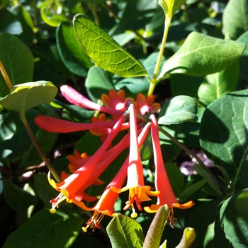 Lonicera x brownii 'Dropmore Scarlet' 