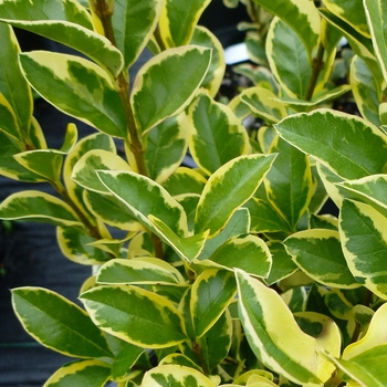 Ligustrum x ibolium 'Variegatum'