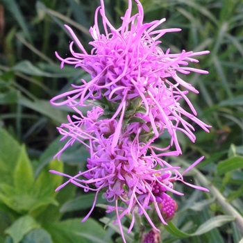 Liatris cylindracea