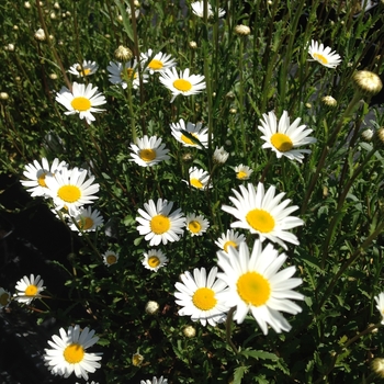 Leucanthemum vulgare