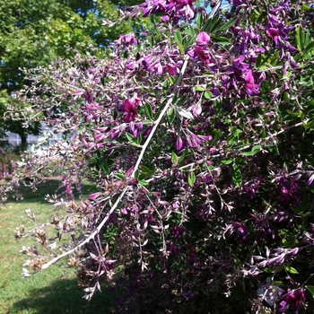 Lespedeza thunbergii 'Gibraltar'