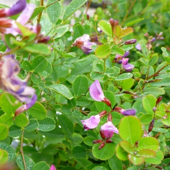 Lespedeza bicolor 'Summer Beauty' 