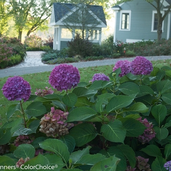 Hydrangea macrophylla 'SMNHMSIGMA' PP26929 Can 5628