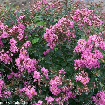 Lagerstroemia indica Infinitini® 'Brite Pink'