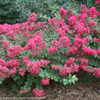 Lagerstroemia indica Infinitini® 'Magenta'