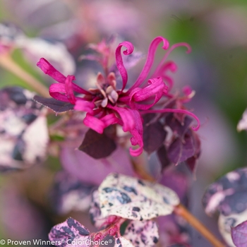 Loropetalum chinense 'Irodori' PP27713