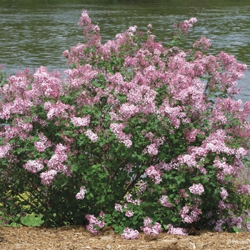 Syringa 'Pink Perfume' PP24252, Can 5054