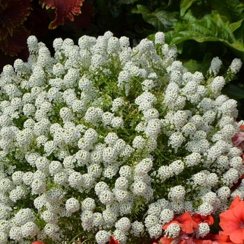 Lobularia 'Snow Globe White'