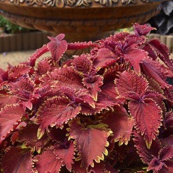 Coleus Under The Sea™ 'King Crab'