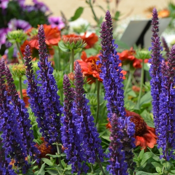 Salvia nemorosa 'Deep Blue' 