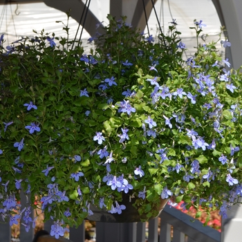 Lobelia 'Blue Skies' 