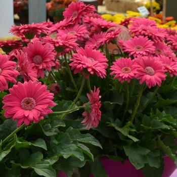 Gerbera 'Gardreams' PPAF