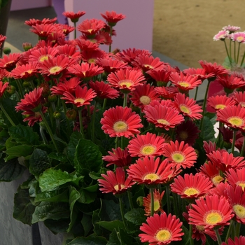 Gerbera 'Garvinea® 'Sophie''