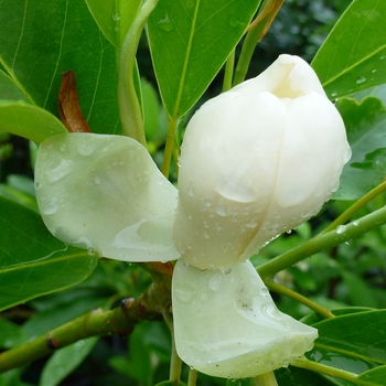 Magnolia virginiana 'Jim Wilson' PP12065