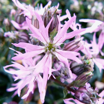 Lychnis flos-cuculi 'Nana' 