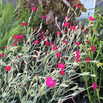 Lychnis coronaria 'Red' 