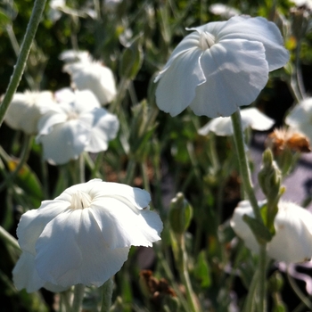 Lychnis coronaria 'Alba' 