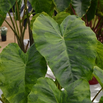 Colocasia esculenta 'Morning Dew' 