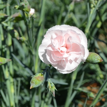 Dianthus 'Blushing Maiden' 'Valda Judith' PP #13,914