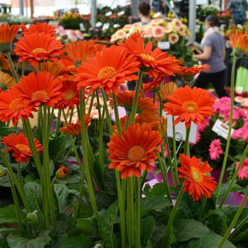 Gerbera 'Garglow IMP' PP26784