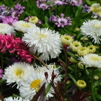 Leucanthemum x superbum Ooh La™ 'LaSpider'