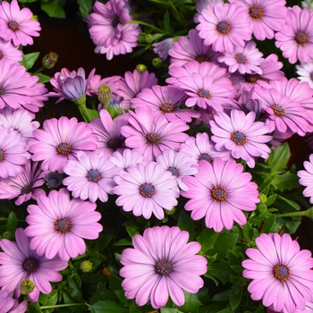 Osteospermum 'Pink' 