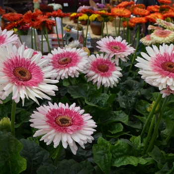 Gerbera jamesonii 'Everglades'