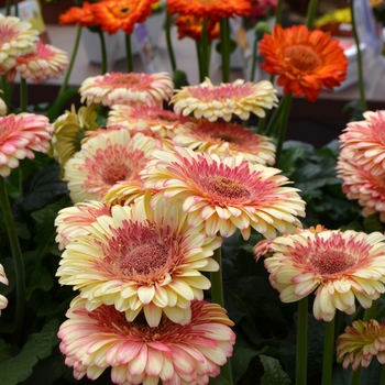 Gerbera jamesonii 'Karoo' 