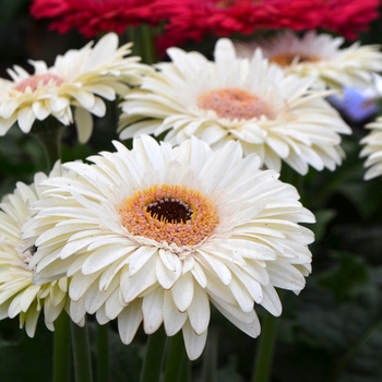 Gerbera jamesonii 'Mammouth Cave'