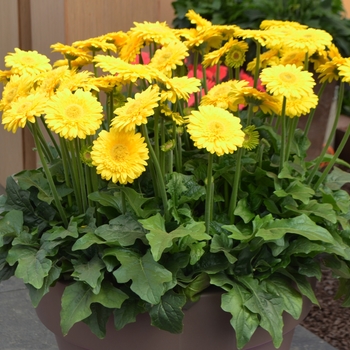 Gerbera jamesonii 'Serengeti'