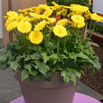 Gerbera jamesonii 'Serengeti' (089327)
