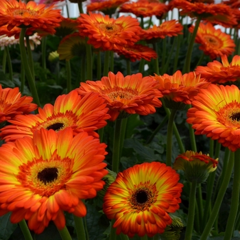 Gerbera jamesonii 'Volcanoes' 